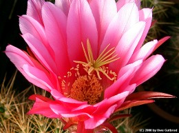 Echinopsis cv.   